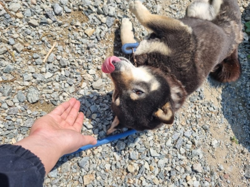 [용인 글램핑장 '햇골글램핑'] 벌써 캠핑 시즌이네요! 용인쪽에...