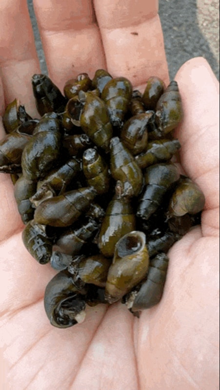 강원도 캠핑장 영월가자 무릉도원 여름 수영장 다슬기 청정계곡...