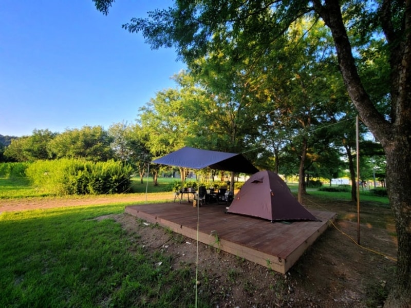 가을속으로...충주캠핑 목계솔밭캠핑장 솔캠(2025.10.19~20 )