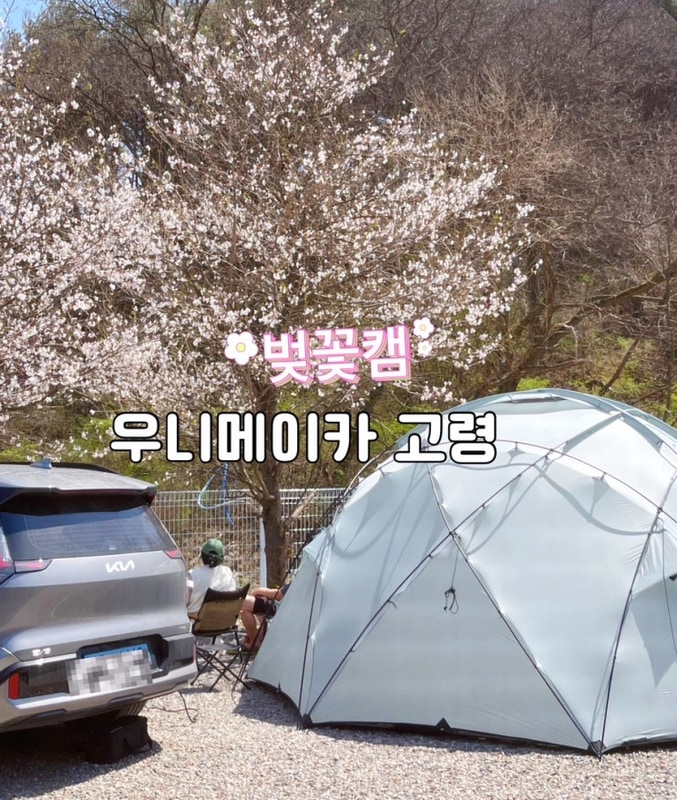 개별 화장실 O 벚꽃 캠핑 [우니메이카 고령] 5번 사이트 후기