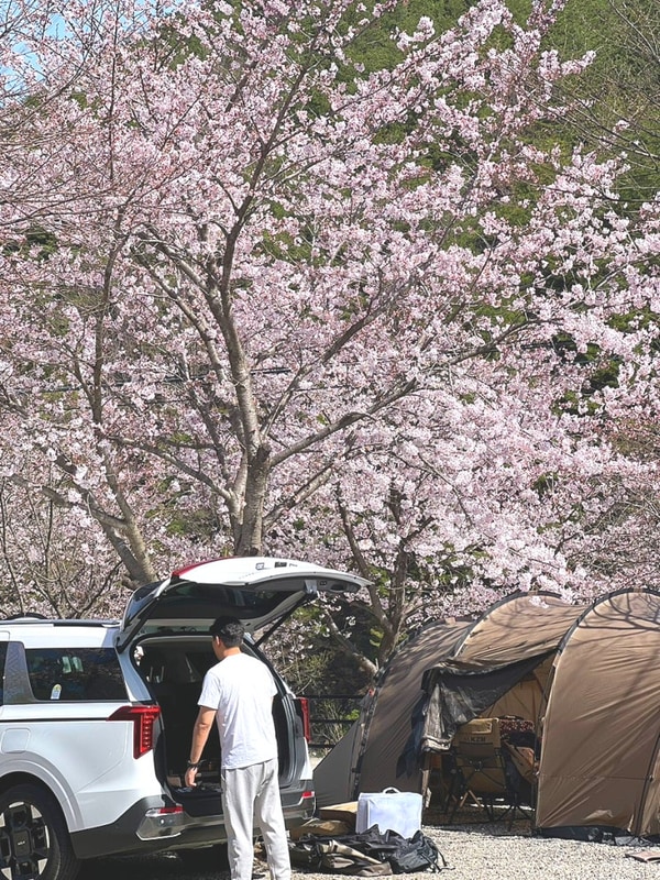 [강원도 캠핑장] 삼척 엘림 캠핑장에서 강원도 벚꽃 캠핑장
