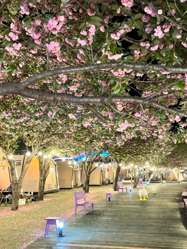 [청도 숙소] 청도 프로방스 글램핑 2번째 방문/빛축제/겹벚꽃...