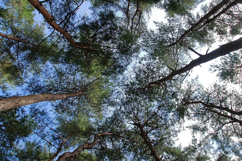 대관령 솔내음 오토 캠핑장 시설 사진 5