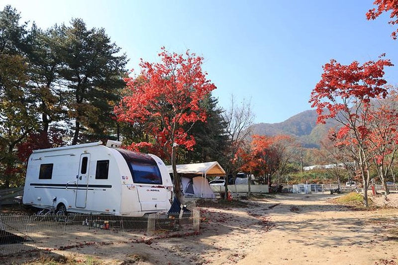 위드독스in포천 대표 사진