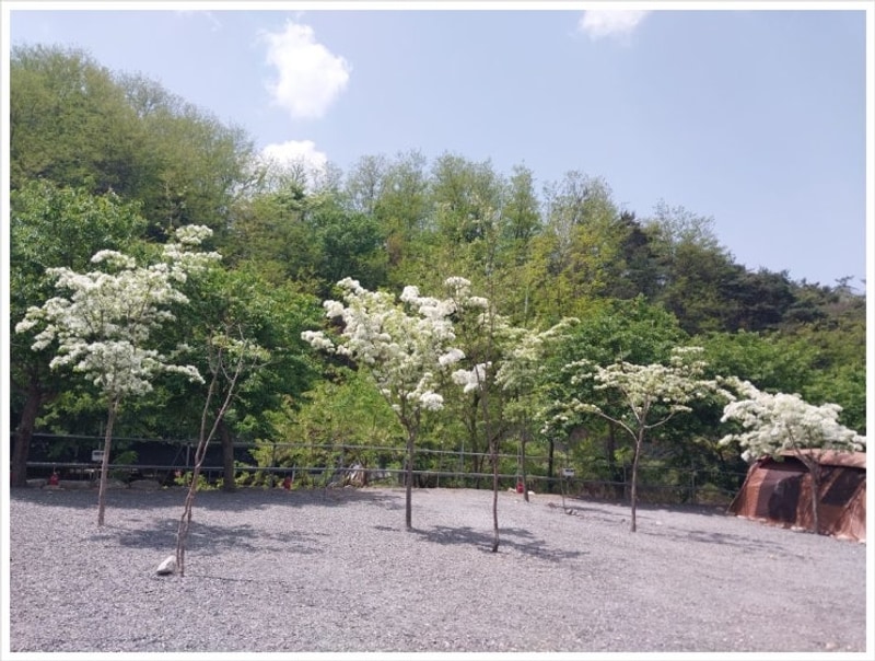 이팝나무가 장관인 군위 캠핑장 "군위 솔밭야영장"