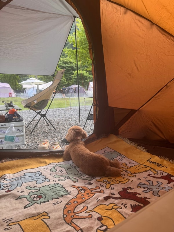 캠핌장] 개별 울타리와 강아지 운동장이 있는 양주 은하수 캠핑장