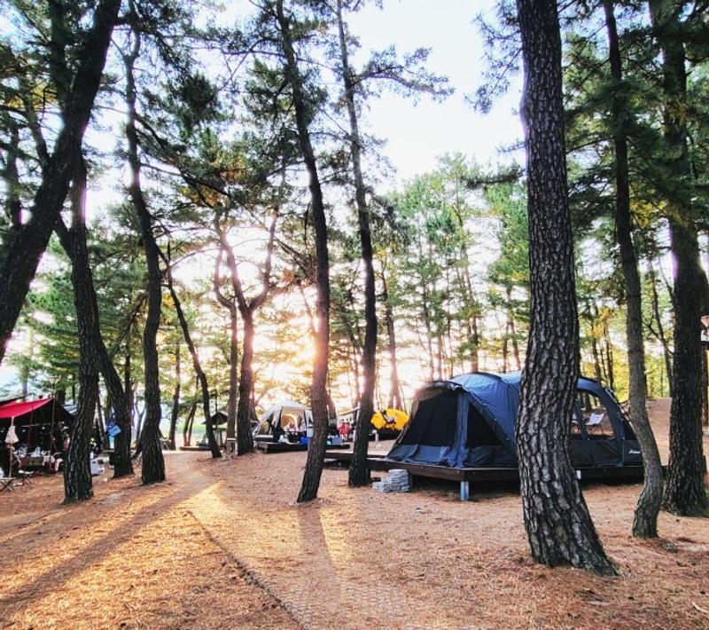 삼척 맹방비치캠핑장 맹방해수욕장 개장시기