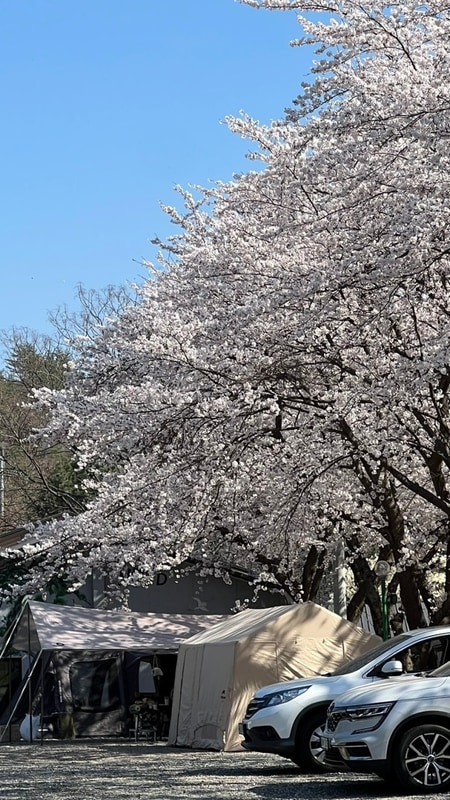강원도 양양 벚꽃+계곡 캠핑장 ‘오색허브농원 캠핑장’추천...
