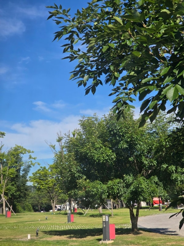 충주 목계솔밭캠핑장, 7월만 세 번째 방문 그래도 또 가게 되는...