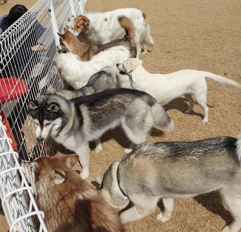 랩도그빌애견캠핑장 시설 사진 17