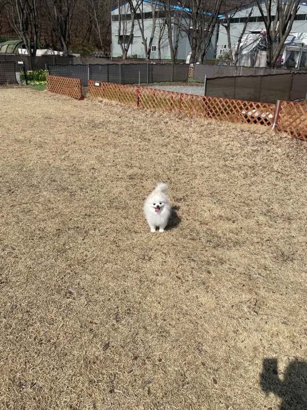 #39 아산 애견 전용 캠핑장 음봉 라포레캠핑장