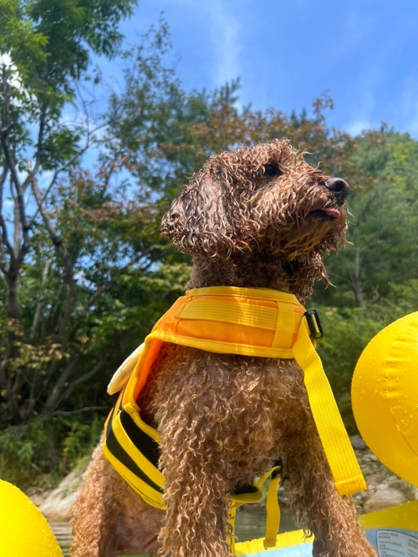 홍천 을수골별빛계곡 캠핑장 19번 사이트 후기