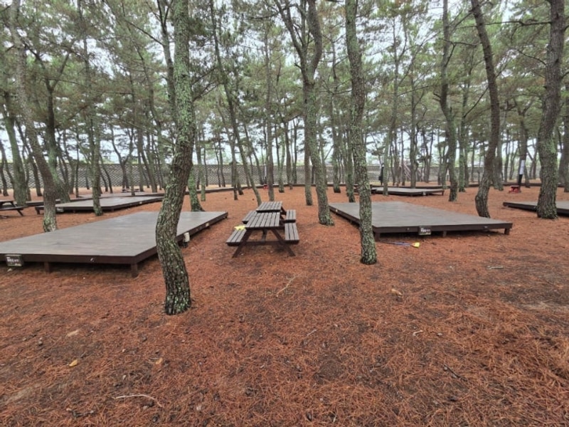 영덕 고래불 국민야영장 A사이트 12 13 캠핑후기