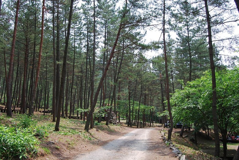희리산 해송자연휴양림 일반야영장 시설 사진 6