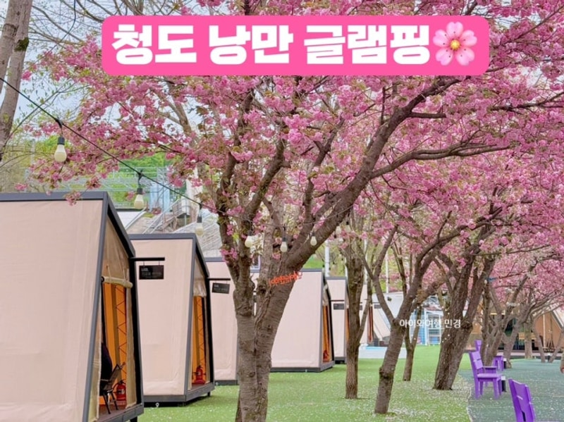 가성비 최고 청도 프로방스 글램핑, 프로방스 무료입장, 겹벚꽃...