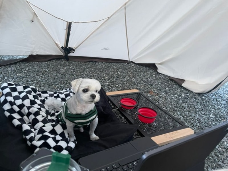 홍천 태극캠핑장 애견동반캠핑️