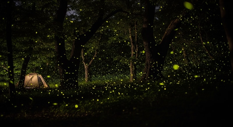 ✨ 경주 반딧불이 캠핑장 완전 정복! 별똥별보다 빛나는 찐...