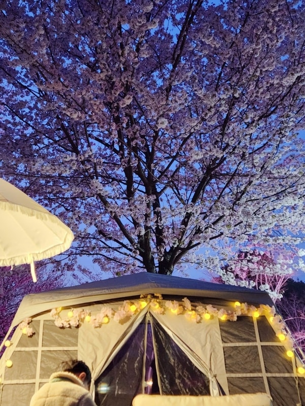 금산 한마음심천캠핑랜드 벚꽃캠핑 성공 명당 아이랑 남편이...