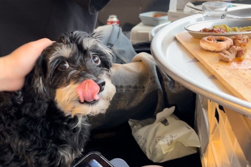 [충청남도/예산] 반려견동반캠핑장 - 피플앤독 느티캠핑장...