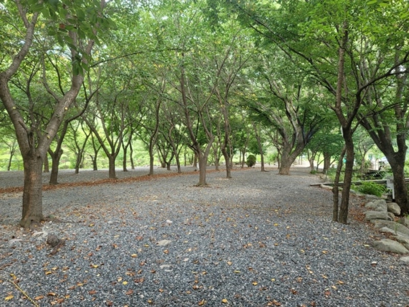 운문사 근처 청도자연속캠핑장을 소개합니다.