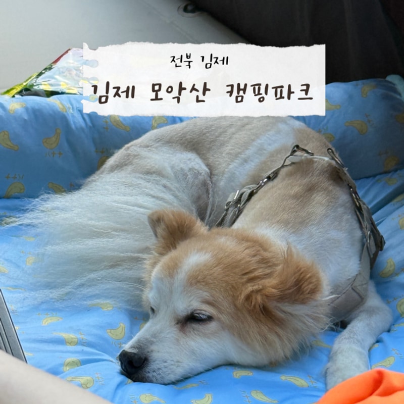 [전북] 김제 모악산 캠핑파크|금산사 계곡, 전주 근교 캠핑장 추천