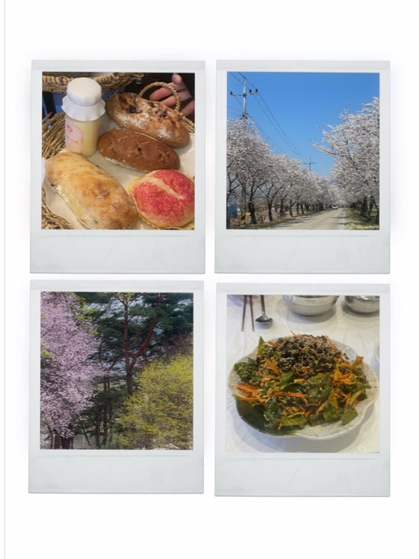 벚꽃구경 제대로 한 구례 여행️_구례섬지캠핑장, 봉성피자...