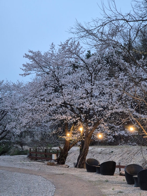 여주 캠핑장| 울타리 있는... 캠핑장 캠핑주막(댕댕1) 내돈내산...