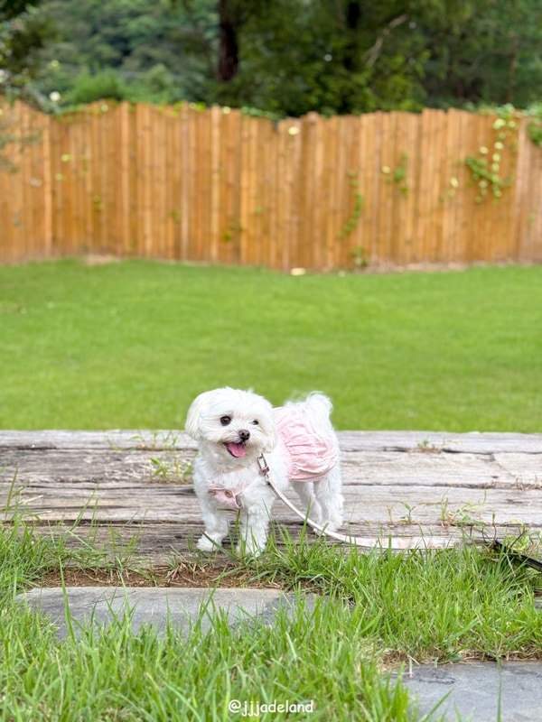 애견동반펜션 서울근교 홍천 바누글램핑 강원도 반려견 여행 후기