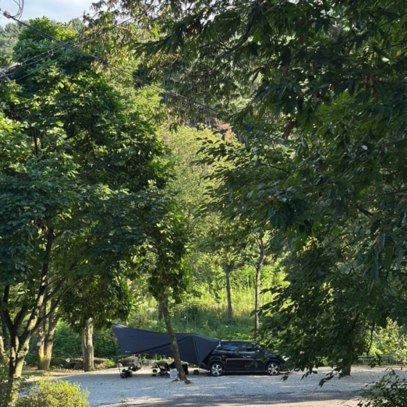 포천캠핑장 딥포레스트캠핑장 여름에도 시원한 초대형 나무 그늘