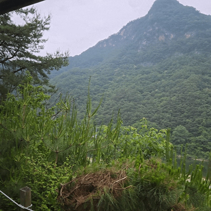 단양 숙소추천 경치좋은 곳에서 하룻밤 파인카라반캠핑장...