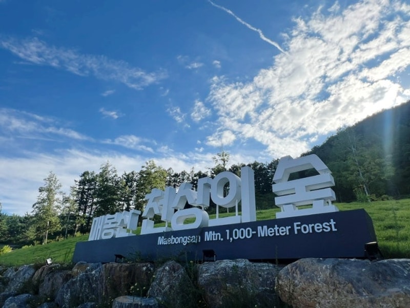 강원도 태백 캠핑 추천 매봉산 천상의 숲 2박 3일 여름 캠핑...