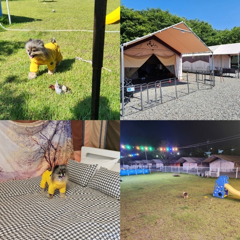 대전근교애견글램핑 세종근교애견글램핑 서산펫앤트리펜션...