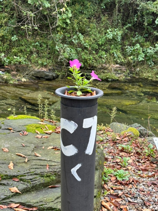 강원도 영월 예그리나숲 캠핑장