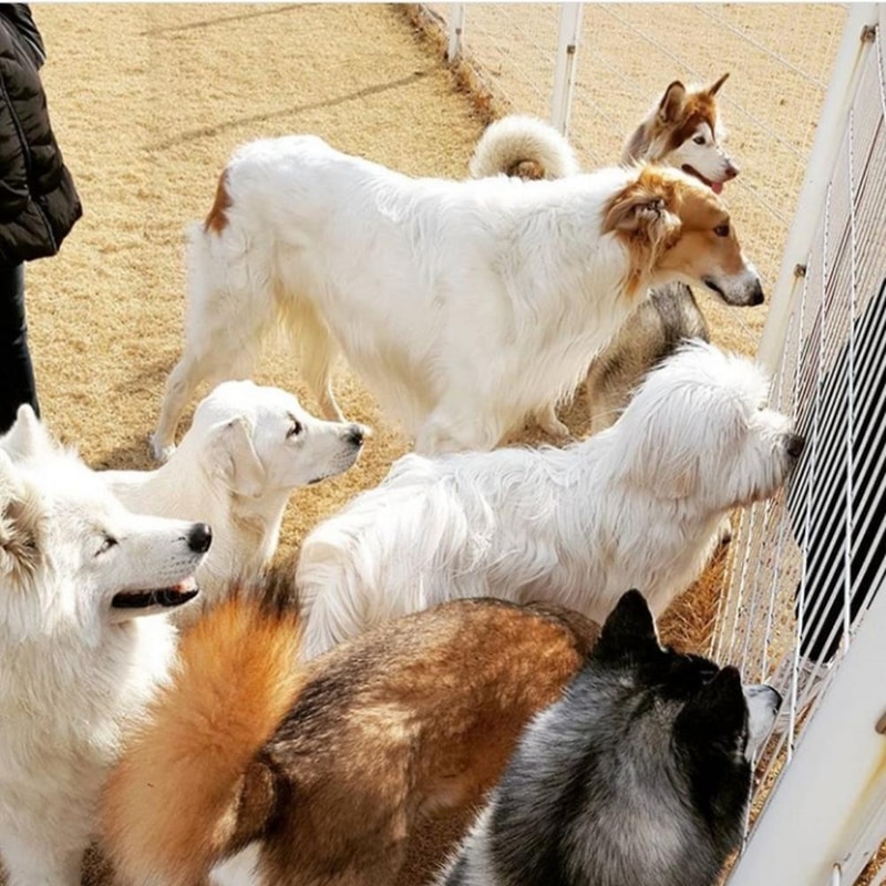 랩도그빌애견캠핑장 시설 사진 14