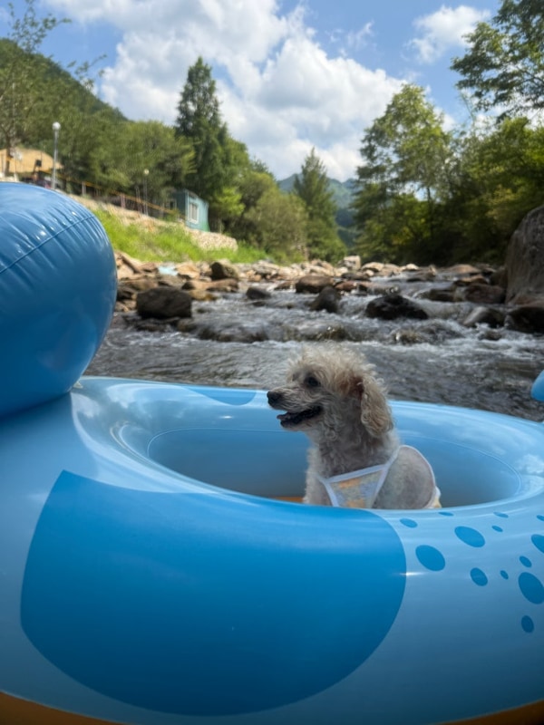 [충북 영동] 대전 근교 애견... 평상 맛집인 "별밤 펜션 캠핑장"