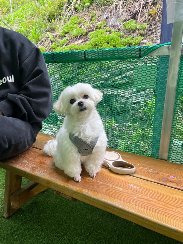 강원도 홍천 애견동반 캠핑장,대룡산오토캠핑장 내돈내산 후기