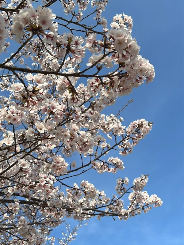 전북캠핑클럽과 함께한 좋은외박캠핑장에서 벚꽃캠핑