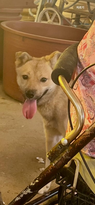 고흥군 "고흥만수변노을오토캠핑장"을 방문하고 왕창 올리는 글.