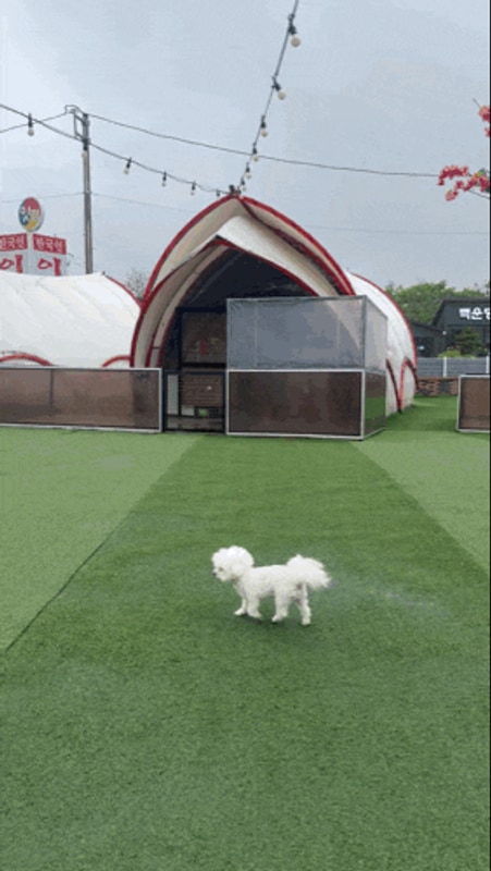 강아지와 쏘쿨이네글램핑 다녀왔어요~ 포천글램핑 강추!