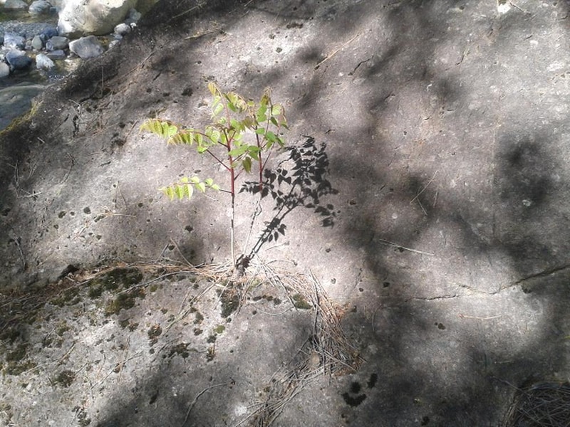 빛 생명 숲 사지목 시설 사진 5