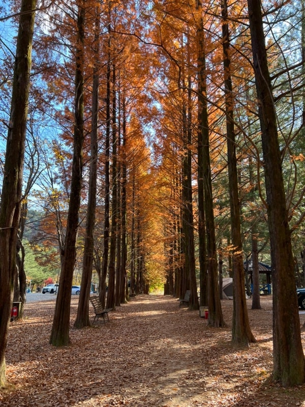 영월 보보스캇 - 메타세콰이어 캠핑장 feat. 주천묵집