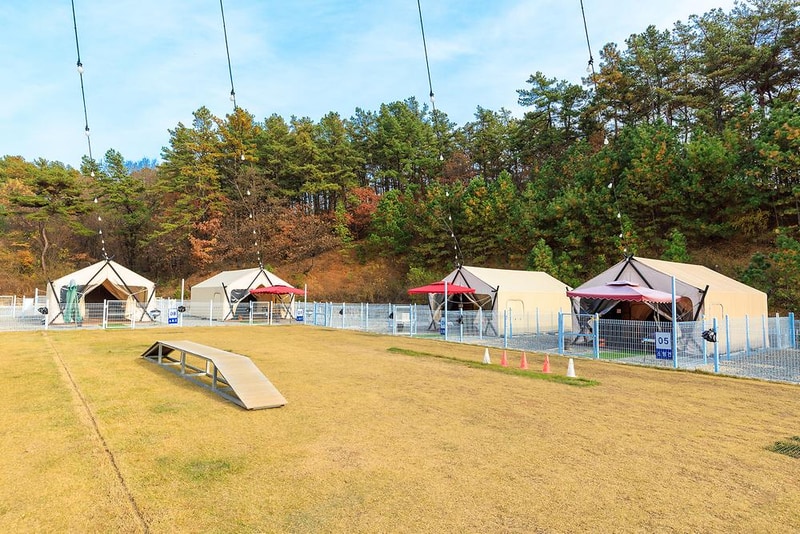 멍글멍글 펫글램핑 시설 사진 16