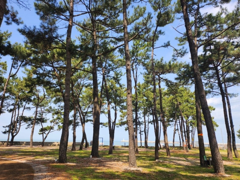 전북 고창 바다와 노을보며 캠핑하기 좋은 곳｜구시포노을캠핑장