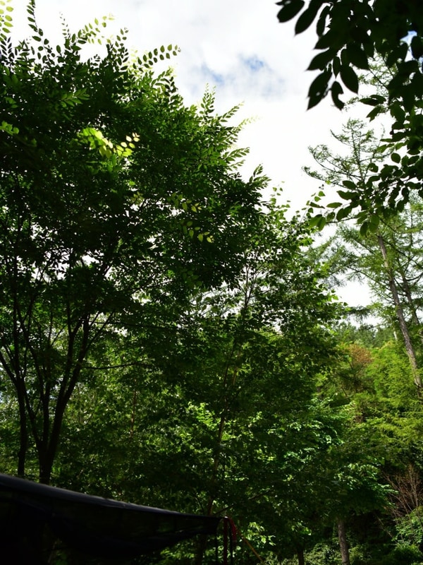 여름 휴가 캠핑 강원도 국립화천숲속야영장 럭셔리 5성급...