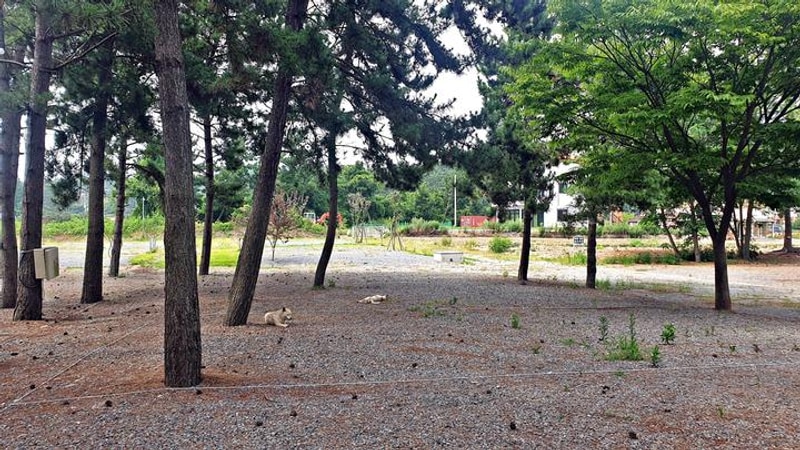 어은돌야영장 대표 사진