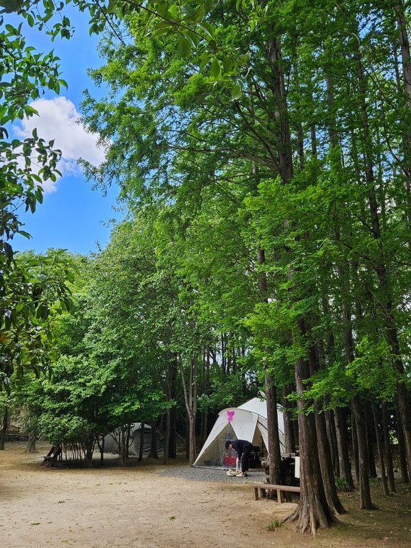 포항 근교 경주 캠핑장 추천 '무릉관광농원' 사이트 정보 및...