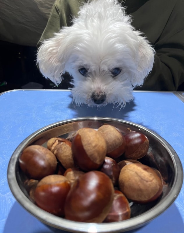 포천 깊이울달빛 캠핑장 4회차