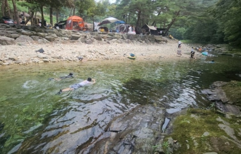 여름휴가 캠핑여행 강원도 영월 법흥계곡 솔밭캠프장, 성인...