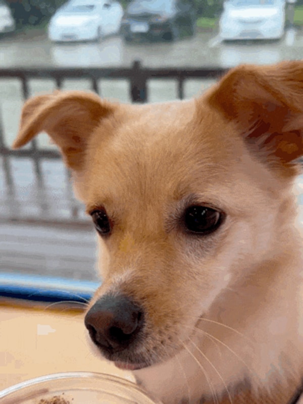 서산/반려견글램핑장] 반려견과 캠핑할 수 있는 곳 펫앤트리...