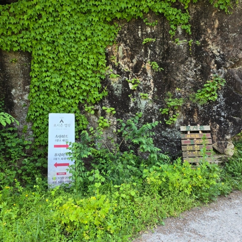 가평포시즌캠핑장 B사이트 계곡 강아지